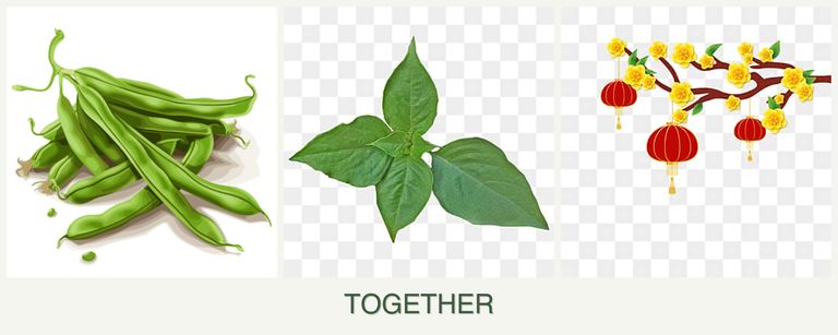Can you plant beans, basil and apricots together?