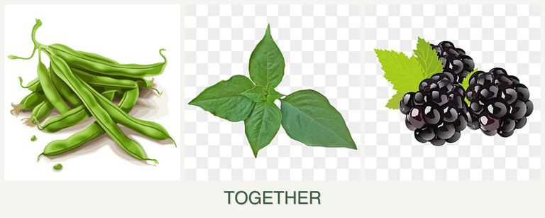 Can you plant beans, basil and blackberries together?