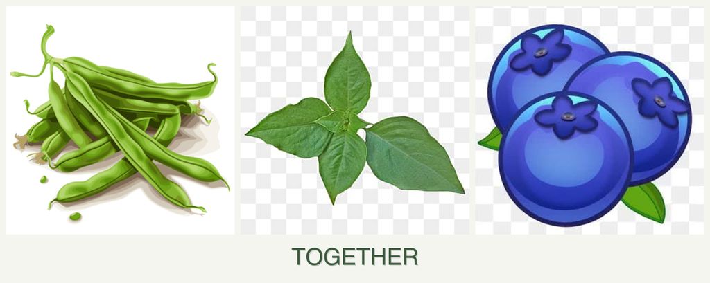 Can you plant beans, basil and blueberries together?
