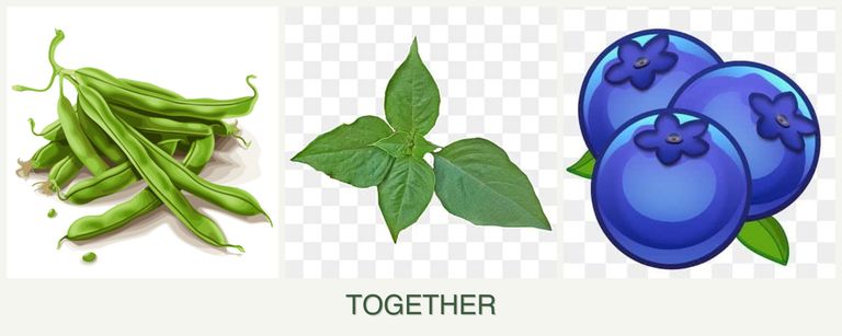 Can you plant beans, basil and blueberries together?
