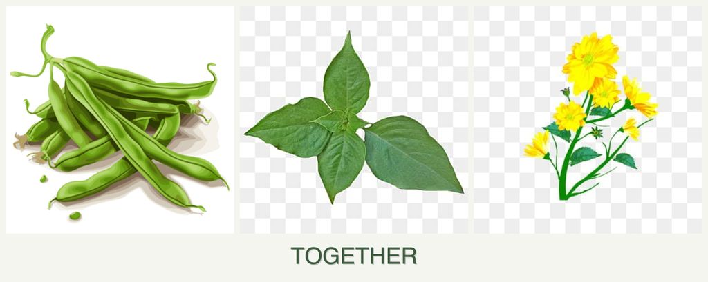 Can you plant beans, basil and calendula together?