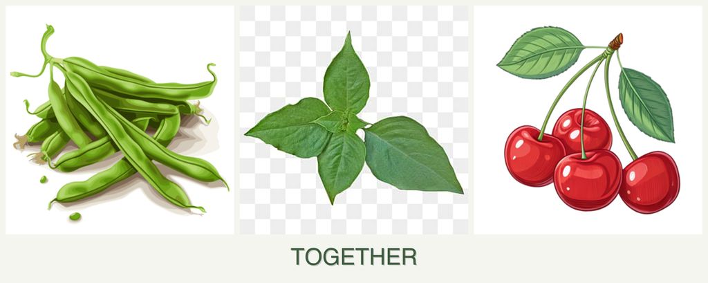 Can you plant beans, basil and cherries together?