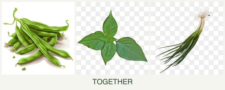 Can you plant beans, basil and chives together?
