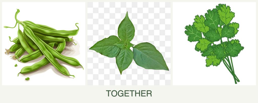 Can you plant beans, basil and cilantro together?