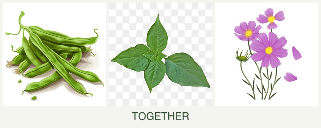 Can you plant beans, basil and cosmos together?