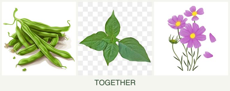 Can you plant beans, basil and cosmos together?