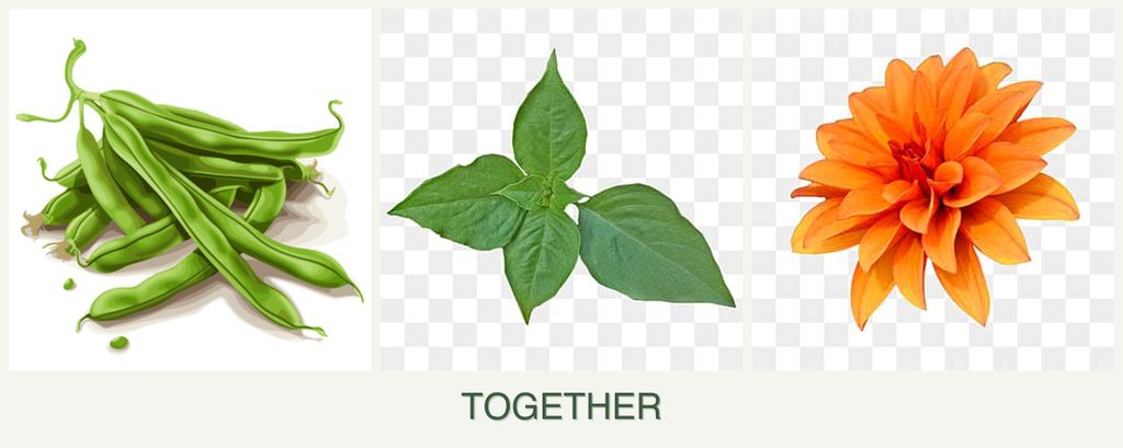 Can you plant beans, basil and dahlias together?
