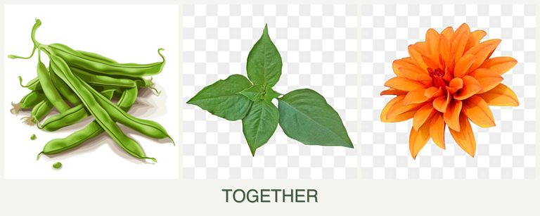 Can you plant beans, basil and dahlias together?