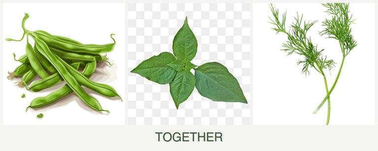 Can you plant beans, basil and dill together?