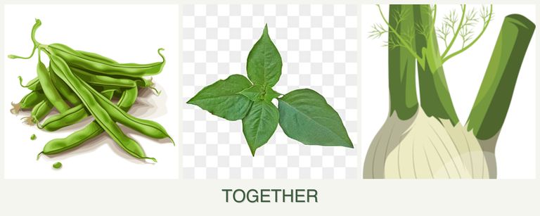 Can you plant beans, basil and fennel together?