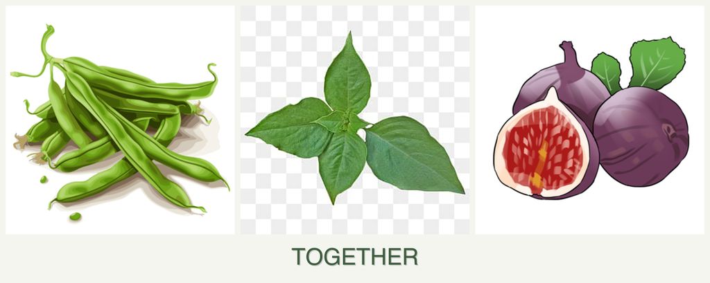 Can you plant beans, basil and figs together?