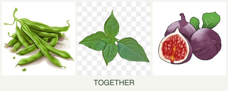Can you plant beans, basil and figs together?