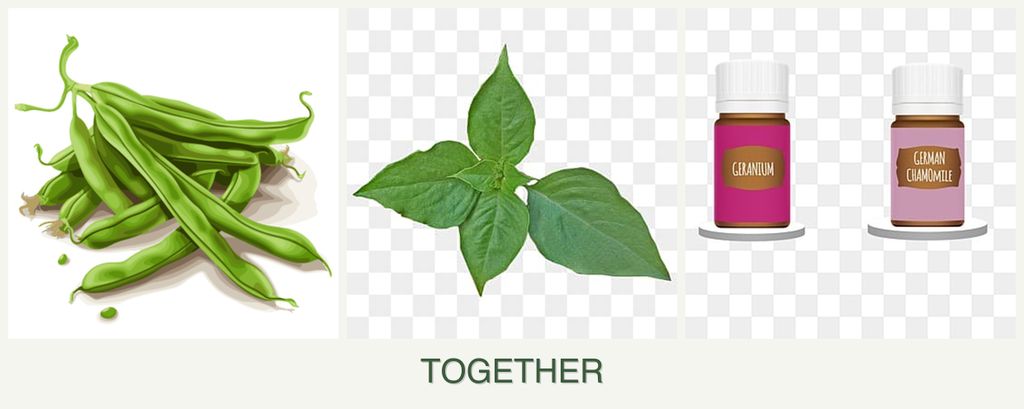Can you plant beans, basil and geraniums together?