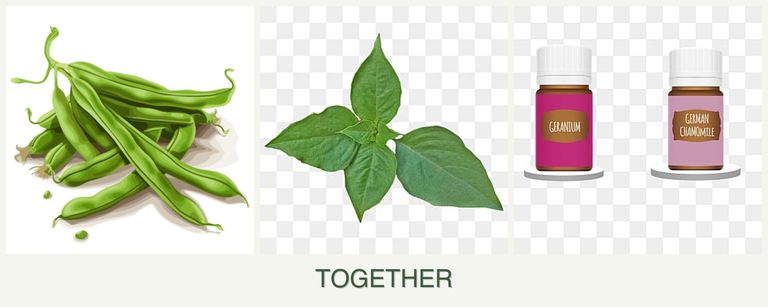 Can you plant beans, basil and geraniums together?