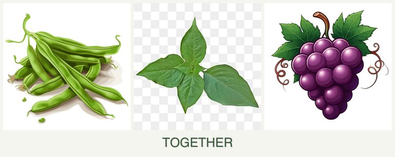 Can you plant beans, basil and grapes together?