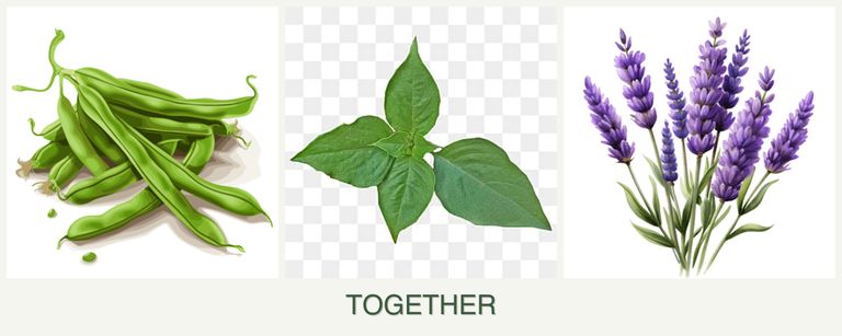 Can you plant beans, basil and lavender together?