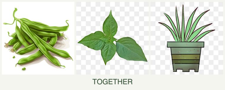 Can you plant beans, basil and lemongrass together?