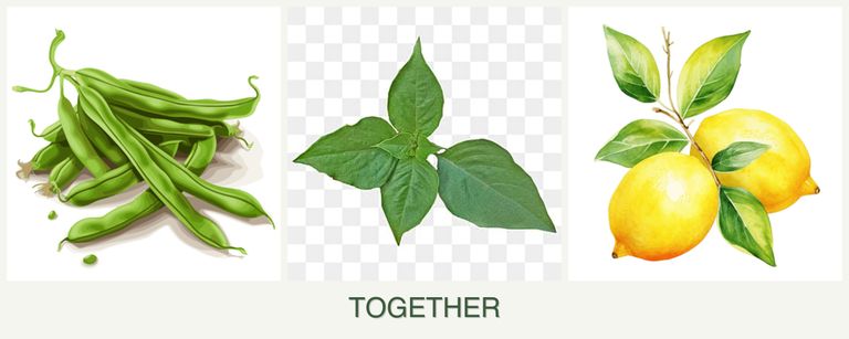 Can you plant beans, basil and lemons together?