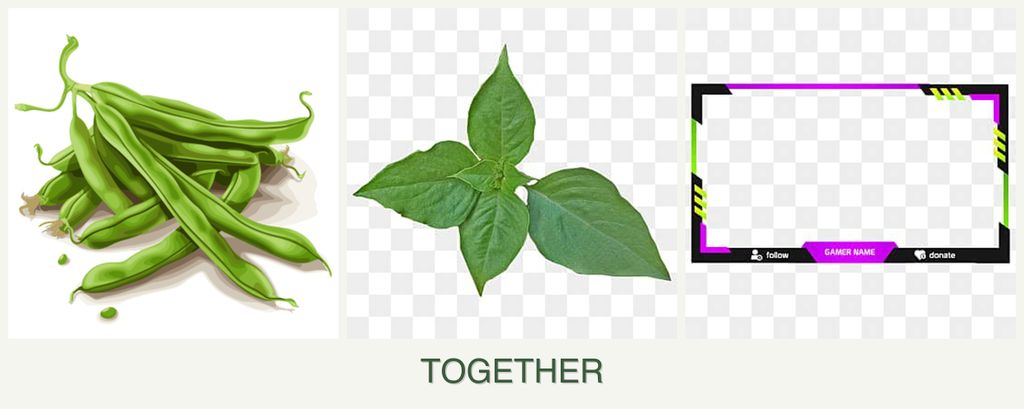 Can you plant beans, basil and limes together?