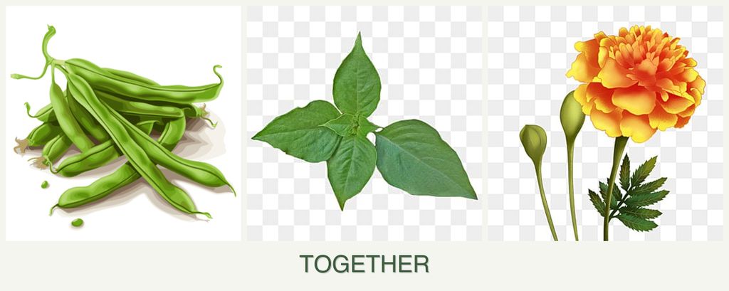 Can you plant beans, basil and marigolds together?