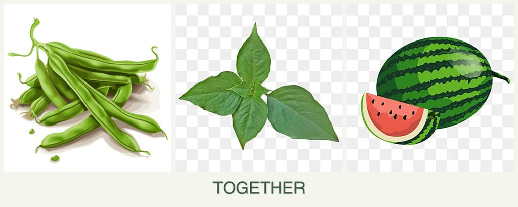 Can you plant beans, basil and melons together?