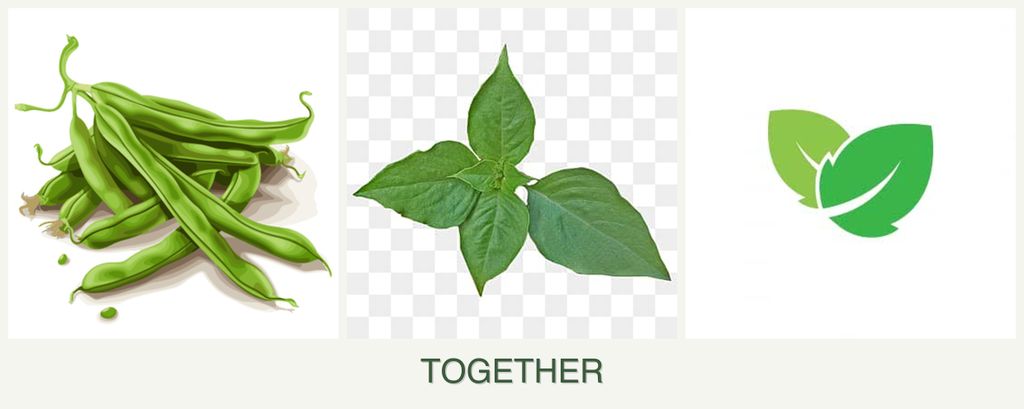 Can you plant beans, basil and mint together?
