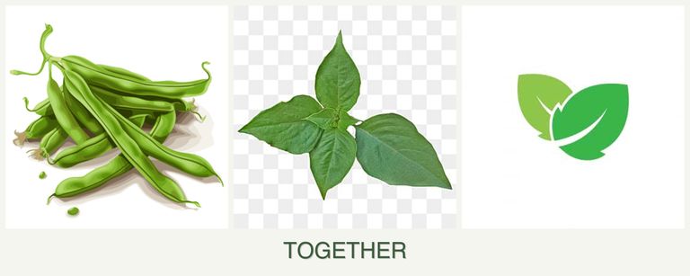 Can you plant beans, basil and mint together?