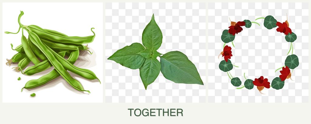 Can you plant beans, basil and nasturtiums together?