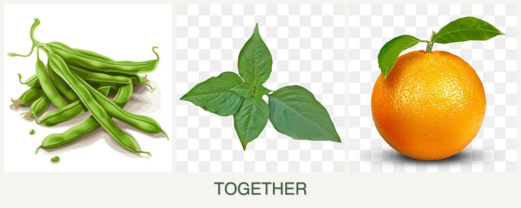Can you plant beans, basil and oranges together?