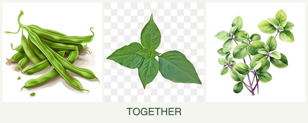Can you plant beans, basil and oregano together?