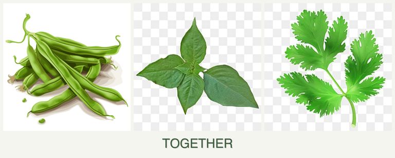 Can you plant beans, basil and parsley together?
