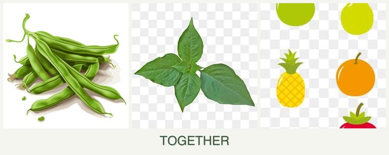 Can you plant beans, basil and pears together?