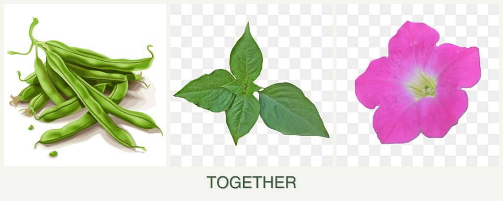 Can you plant beans, basil and petunias together?