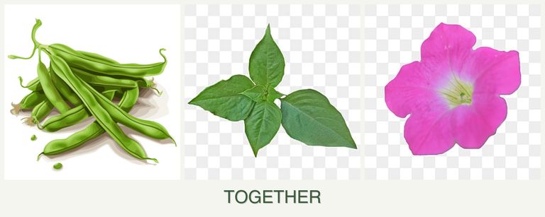 Can you plant beans, basil and petunias together?