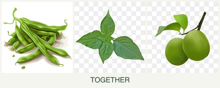 Can you plant beans, basil and plums together?