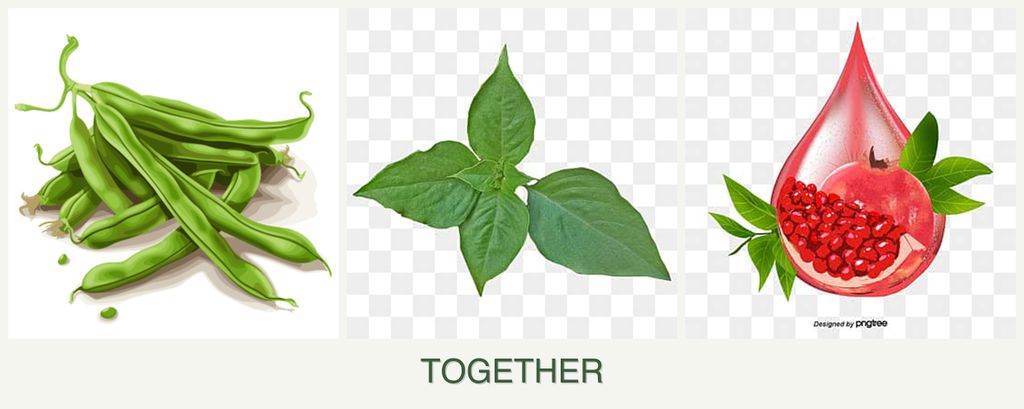 Can you plant beans, basil and pomegranates together?