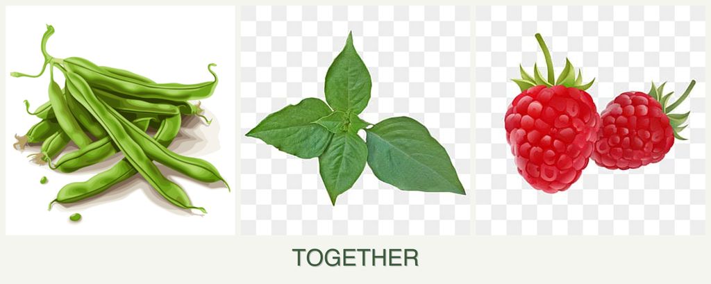 Can you plant beans, basil and raspberries together?