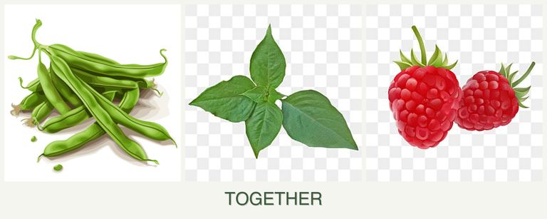 Can you plant beans, basil and raspberries together?