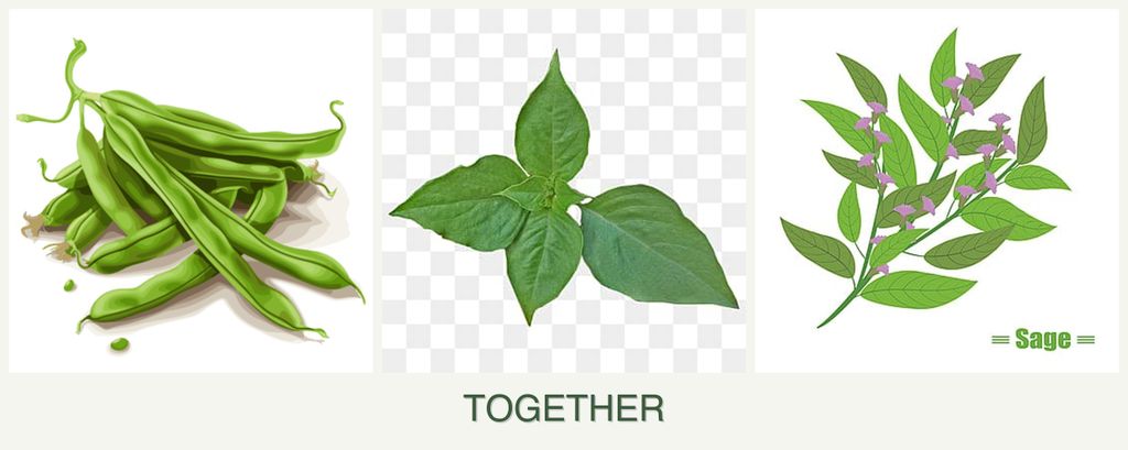 Can you plant beans, basil and sage together?