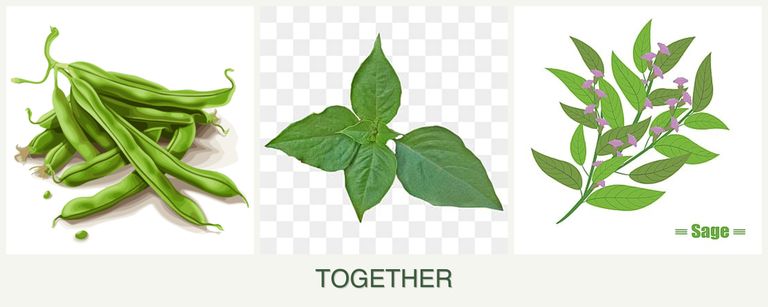 Can you plant beans, basil and sage together?