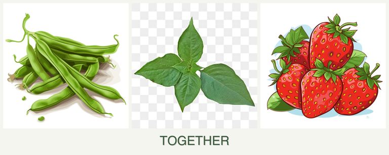 Can you plant beans, basil and strawberries together?