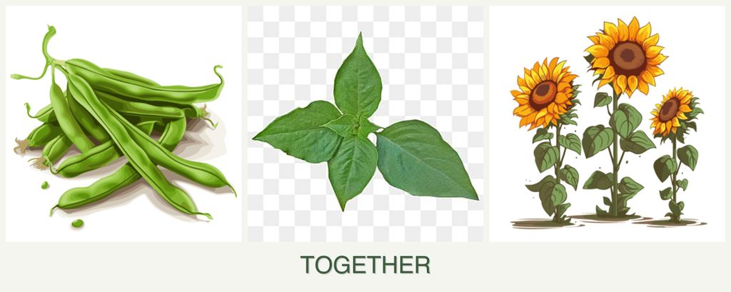 Can you plant beans, basil and sunflowers together?