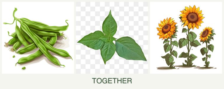 Can you plant beans, basil and sunflowers together?