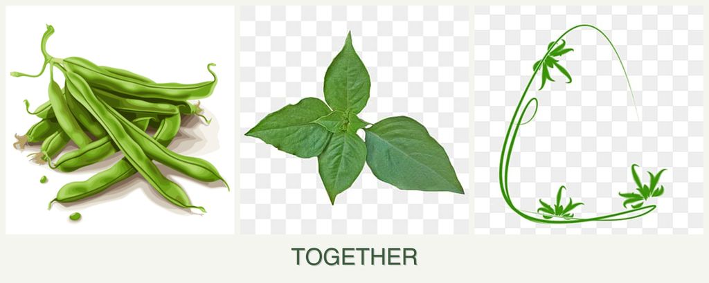 Can you plant beans, basil and tarragon together?