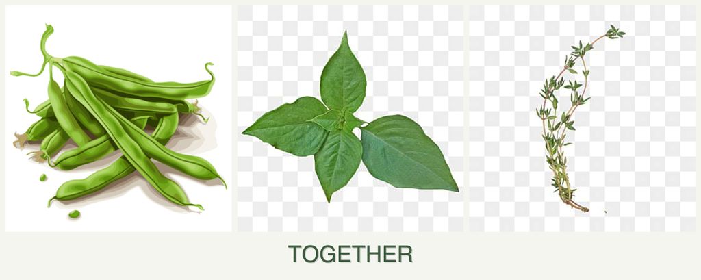 Can you plant beans, basil and thyme together?