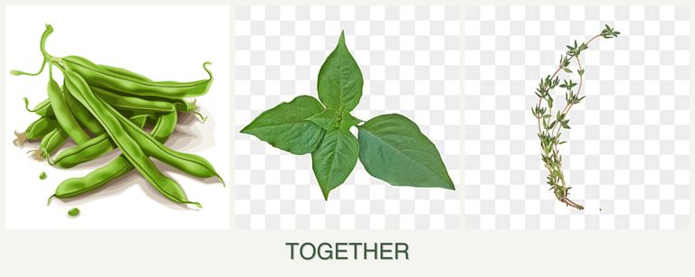 Can you plant beans, basil and thyme together?