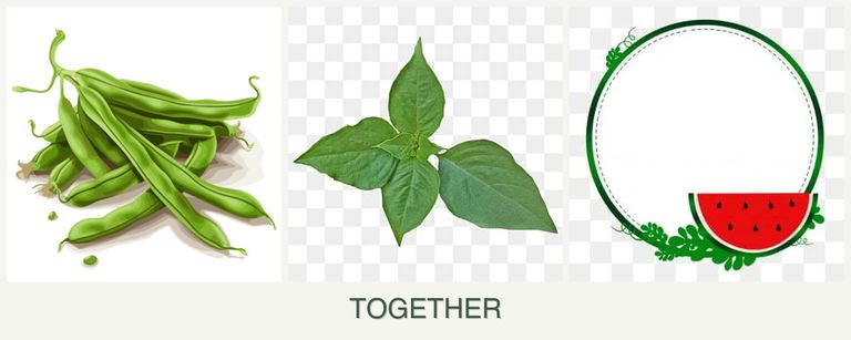 Can you plant beans, basil and watermelons together?