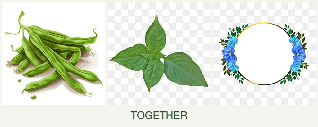 Can you plant beans, basil and zinnias together?