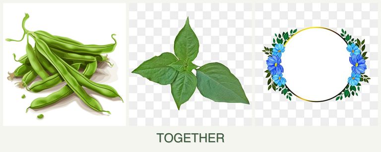 Can you plant beans, basil and zinnias together?