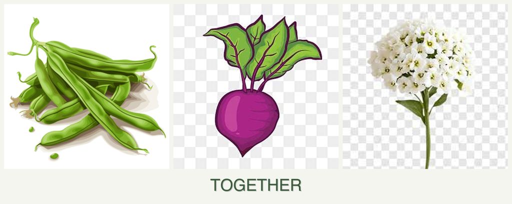 Can you plant beans, beets and alyssum together?